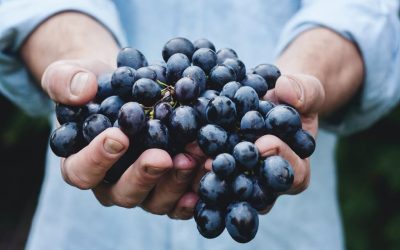 Idaho is the top emerging wine region in America